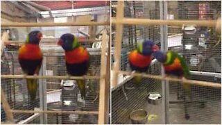 Una coppia di pappagalli acrobati