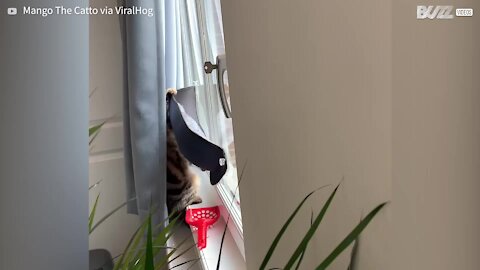 Gato ganha rede na janela para espionar a rua