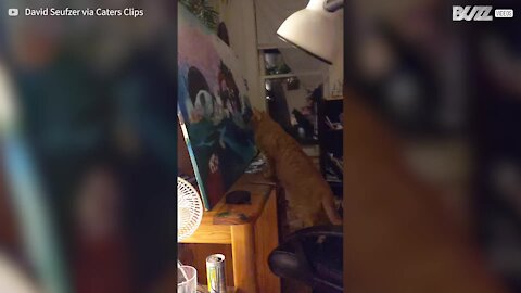 Cat mesmerized by painting while affected by anesthetic