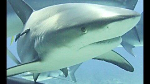 Shark Feeding Frenzy in the Bahamas