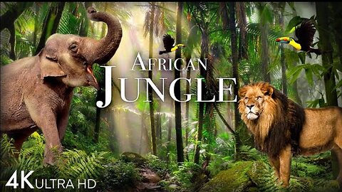 African-jungel 4k - Thes World's Second-Larghest Tropical Rainforest -Scenic Relaxation Flim