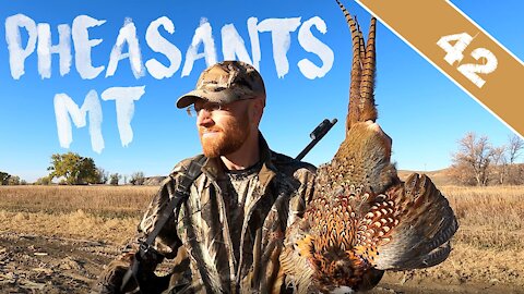 I SHOT 9 ROOSTER PHEASANTS - My Wild Montana Upland Rooster Hunting with ShotKam, 100% Fair Chase