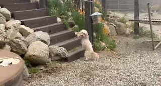 Two-legged dog climbs stairs with a wag in her tail