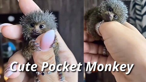 The most cutest pocket monkey