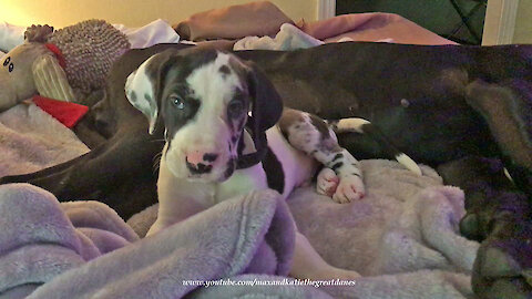 6 Week Old Great Dane Puppy's First Night With His New Family