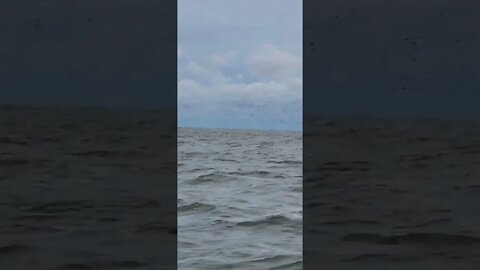 A clip from yesterday thousands of diver ducks flying over Lake Erie! was an epic hunt.