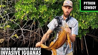 Local Residents Call Me In To Take Out Huge Orange Monster Iguanas