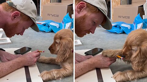 Puppy Helps Owner With His Work