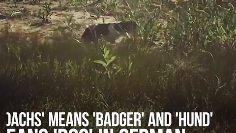 Dachshunds Were Originally Badger Hunters!