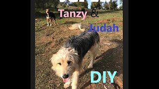 DOGS Voice Command DIY | Sit and Come | Easy How to | DIY in 4D