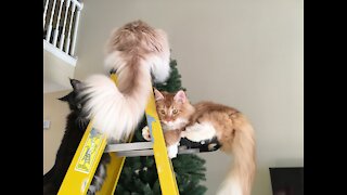 Big Maine Coons vs Ladders!