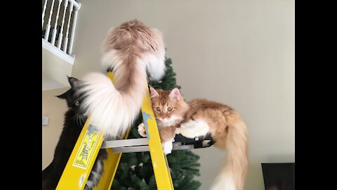 Big Maine Coons vs Ladders!
