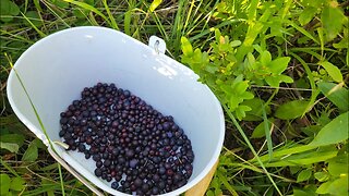 August Garden Walk - Painted Mountain Corn, Black Coco Beans, Galeux D'Eysines, Potatoes etc...