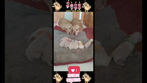 32_😂🐶😂 Baby Dogs - Cute and Funny Dogs Video 😂🐶😂 (2022)