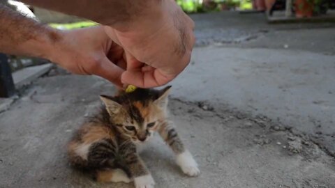 How to shut down a cat instantly with few simple tricks.