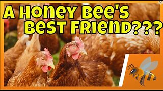 Can I have honeybees & chickens? #chickens #beekeeping #beekeeping101