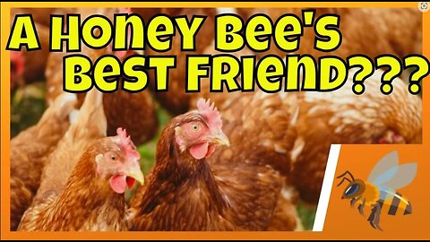Can I have honeybees & chickens? #chickens #beekeeping #beekeeping101