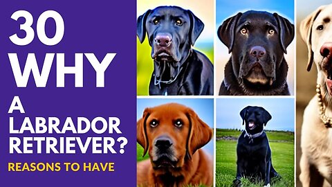 2023 Top 30 WHY Reasons to get a LABRADOR