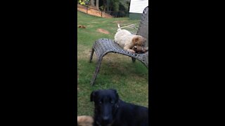 German Shepherd puppy harassing older dog