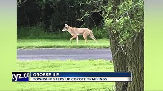 Grosse Ile steps up coyote trapping