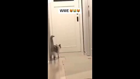 Cat wrestling