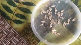 How to Save your Seeds
