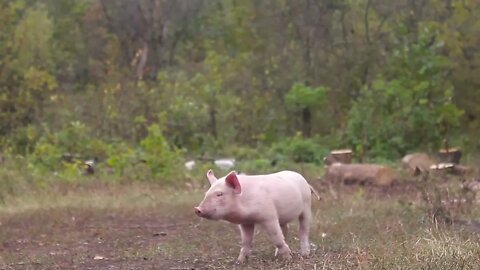 Funny cute little piglets at an animal farm85