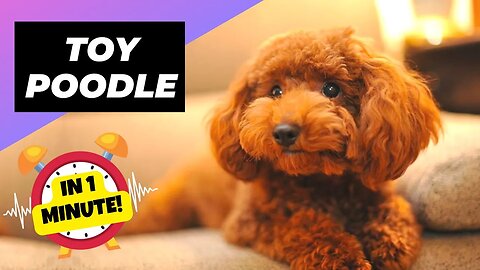 Toy Poodle - In 1 Minute! 🐶 One Of The Most Popular Dog Breeds In The World | 1 Minute Animals