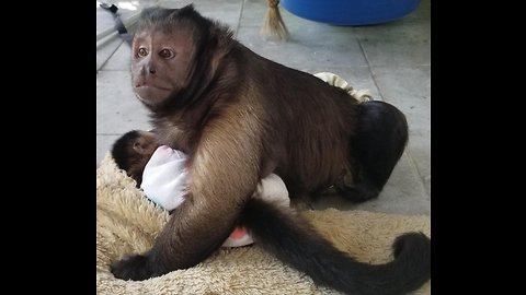 Cute Monkey Holds His Sister and Soothes Her