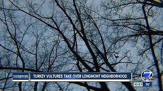 Turkey vultures take over Longmont neighborhood