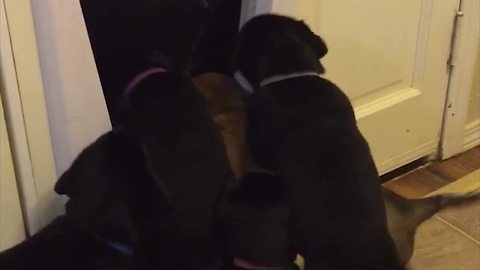 Puppies Try To Get Through Doggy Door