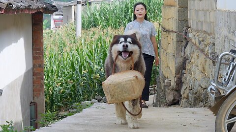 Dawang becomes the basket carrier and gets bread made from Penjie as a reward