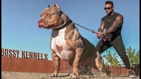 Best of American Bully Pitbulls - Extreme Dogs