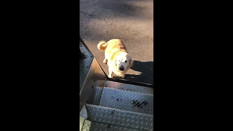 Ups Driver Keeps Treats In Truck For The Doggies