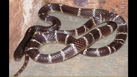 I found common krait 😱 at night