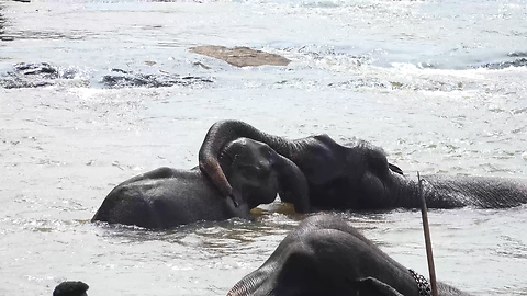 Elephants bath and have fun at elephants home-amazing active young elephant