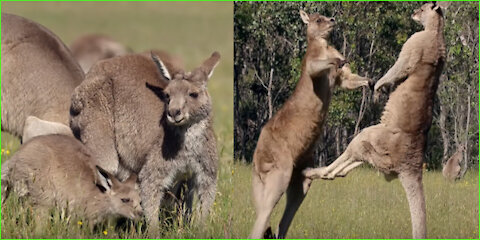 Kangaroo Boxing Fight Life Story 02