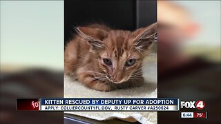 Kitten up for adoption after being hit by semi truck