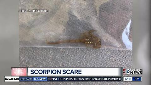 Las Vegas girl rushed to ER after scorpion sting