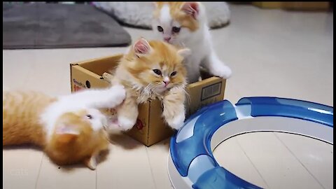 cute kittens are playing