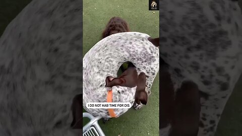 🤣 🐶 The Dog in shoes 😂 | #Funny #dog #short videos 2023