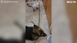 Gato arrasta cão pela trela