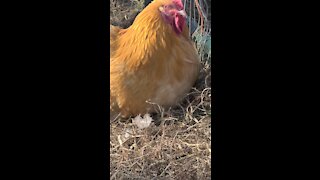 My rooster Trump