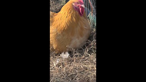 My rooster Trump