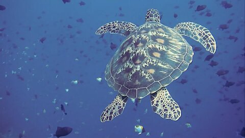 Turtle Swimming Underwater