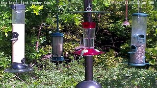 Key Largo - Hummingbird feeds for 3 minutes