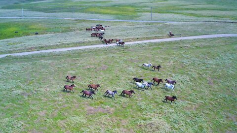 A large herd of horses beautifully rushed across the field