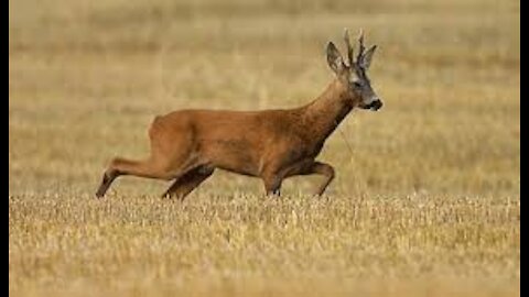 three roe deer eat grass