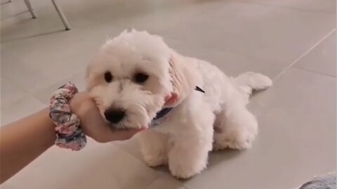 Smart maltipoo shows off most adorable tricks ever