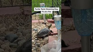 Turtle Tank Cleaning Day-Our First Pet Together